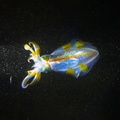 Squid swims late at night near the surface of the Mediterranean sea, Batroun, Lebanon